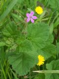 Erodium malacoides